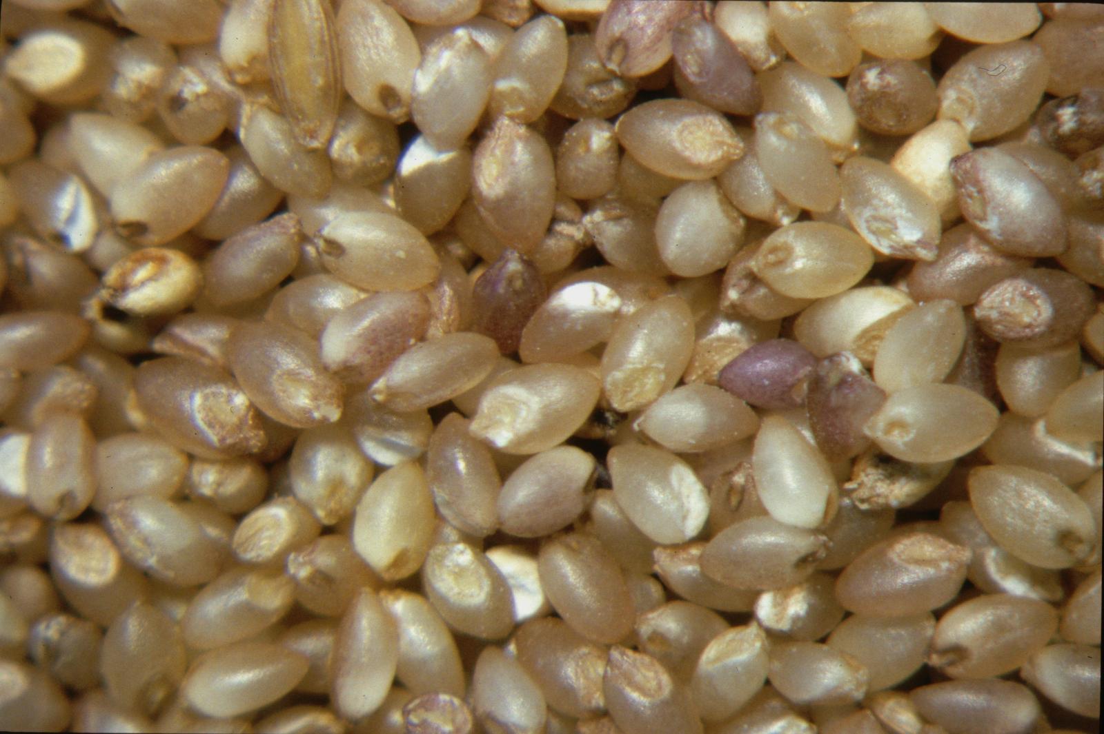 FOOD PRODUCTION GRAINS BEANS Akinayan L Thermal Coal L Marine Sand L Sand L Construction 